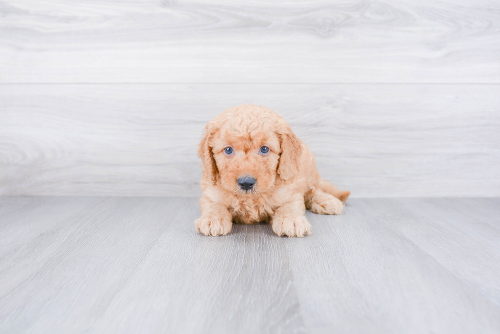 Little Golden Retriever Poodle Mix Puppy