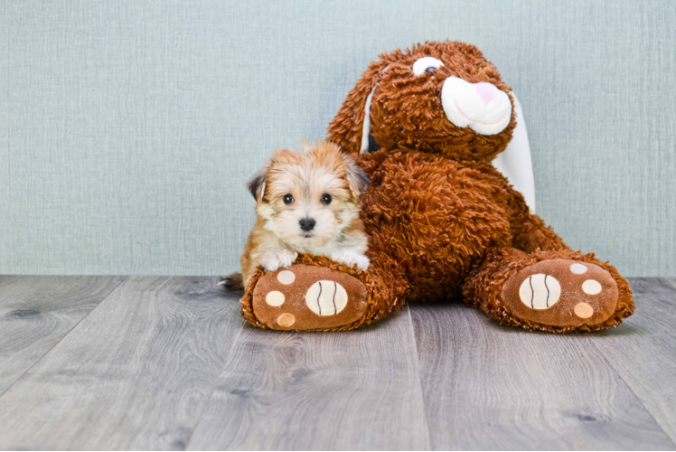 Morkie Puppy for Adoption