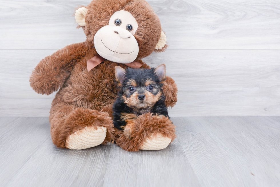 Meet Steph - our Yorkshire Terrier Puppy Photo 
