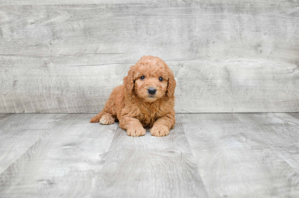 Best Mini Goldendoodle Baby