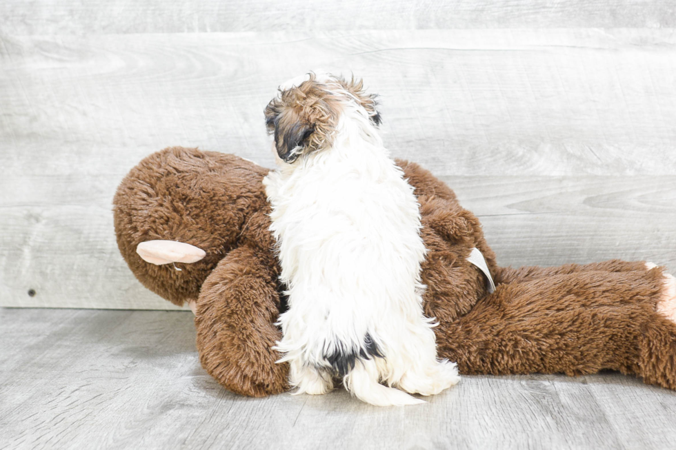 Playful Havanese Purebred Pup