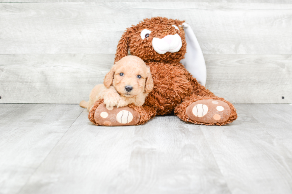 Adorable Golden Retriever Poodle Mix Puppy