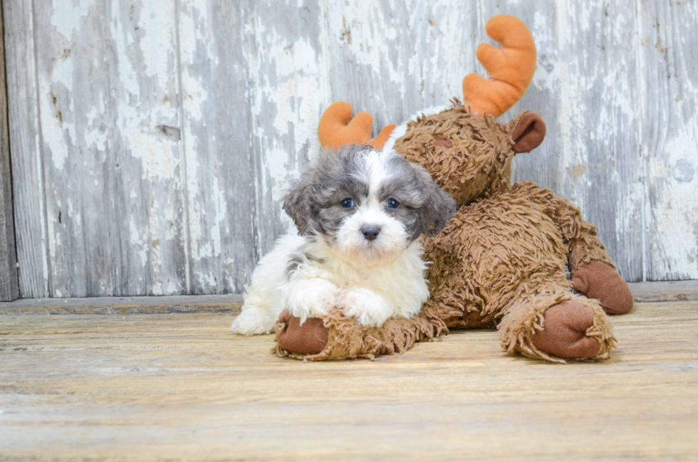 Popular Teddy Bear Designer Pup