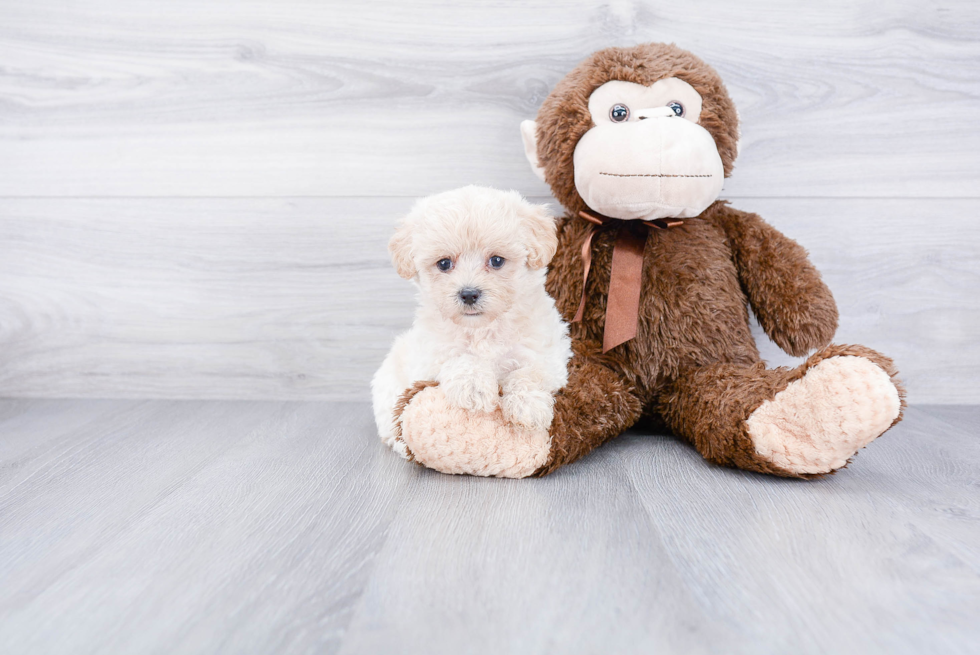 Funny Maltipoo Poodle Mix Pup