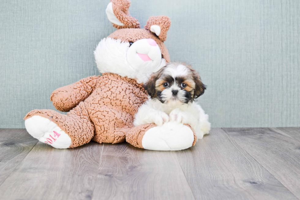 Adorable Shitzu Purebred Puppy