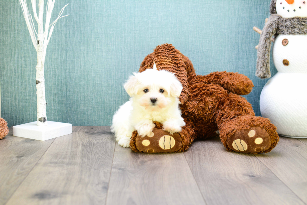 Maltese Pup Being Cute