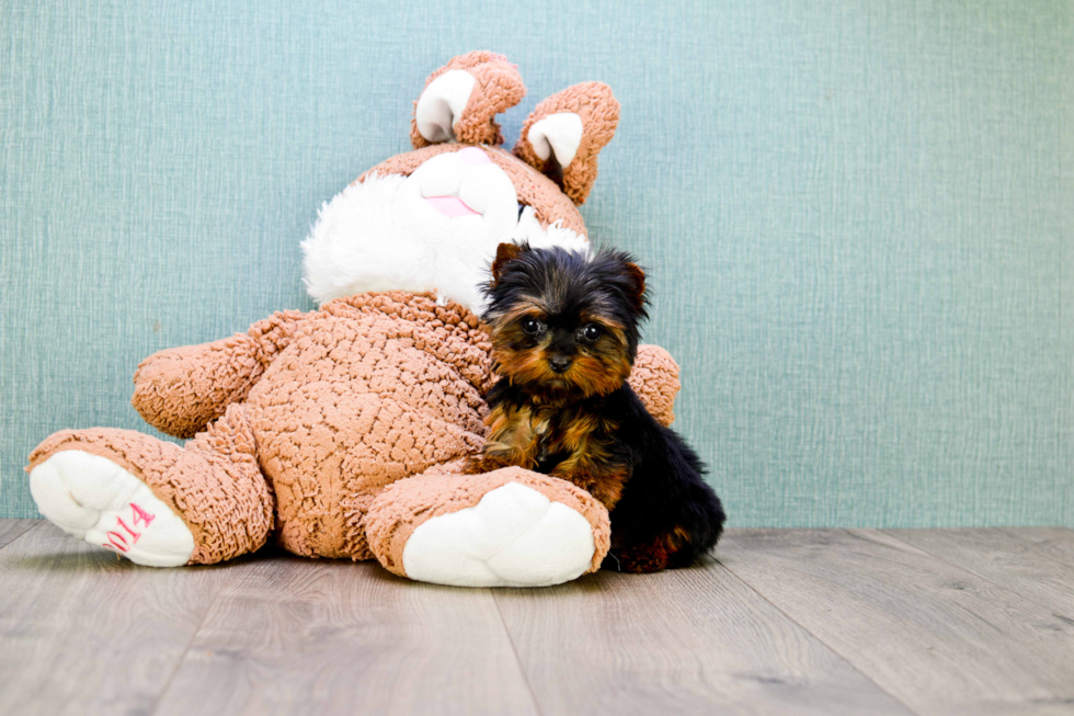 Meet Trigger - our Yorkshire Terrier Puppy Photo 