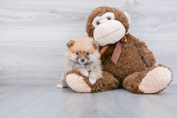Pomeranian Puppy for Adoption