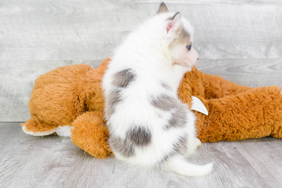 Smart Pomsky Designer Pup