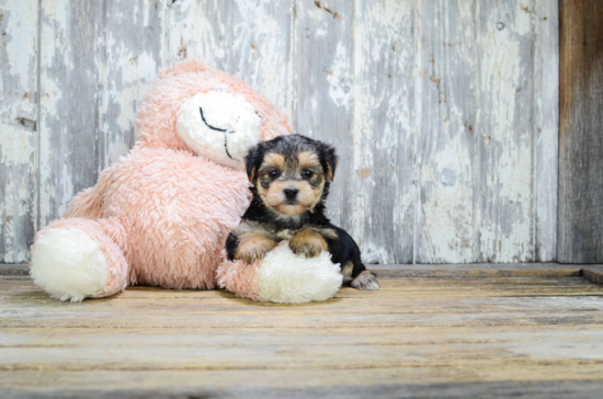 Friendly Morkie Baby