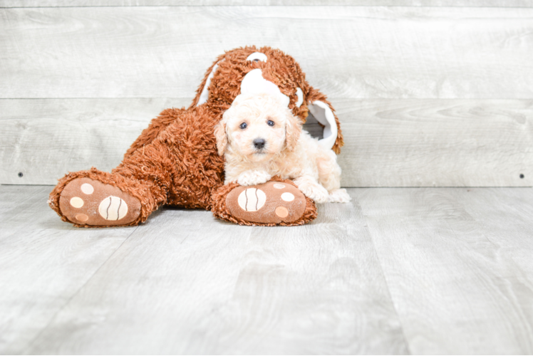 Poodle Puppy for Adoption