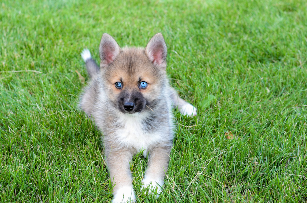 Pomsky Puppy for Adoption