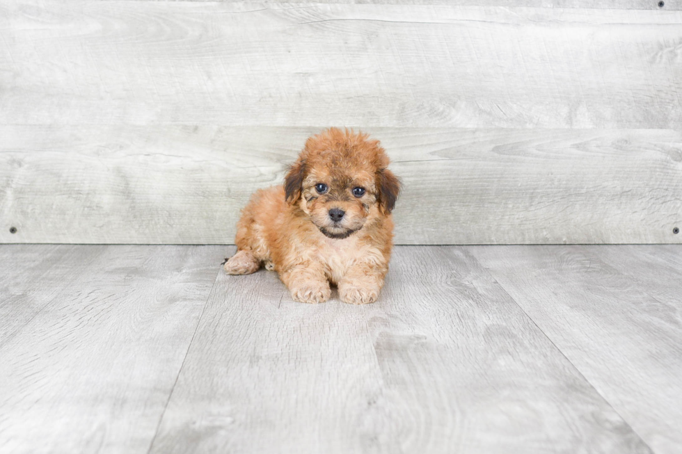 Havanese Pup Being Cute