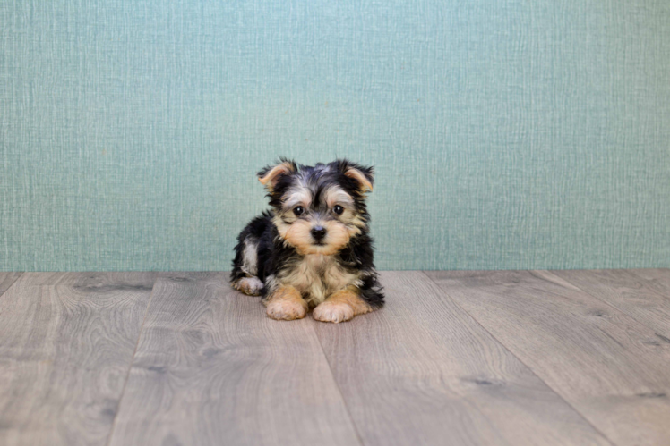 Hypoallergenic Yorkie Designer Puppy