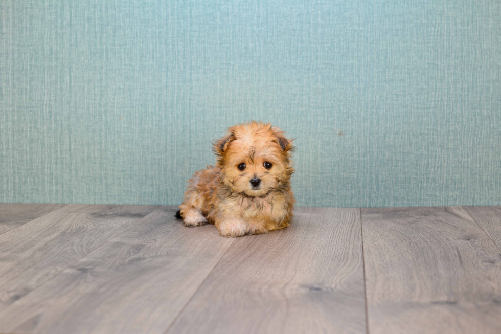 Playful Yorkie Designer Puppy