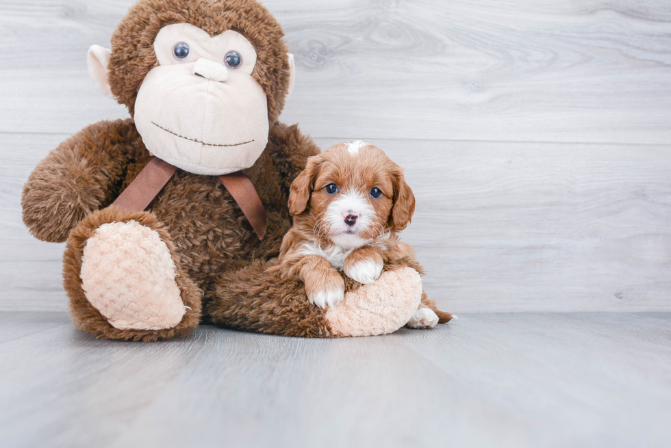 Hypoallergenic Cavoodle Poodle Mix Puppy