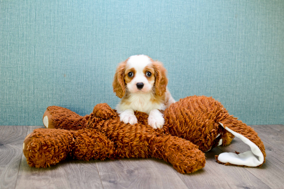 Cavalier King Charles Spaniel Puppy for Adoption