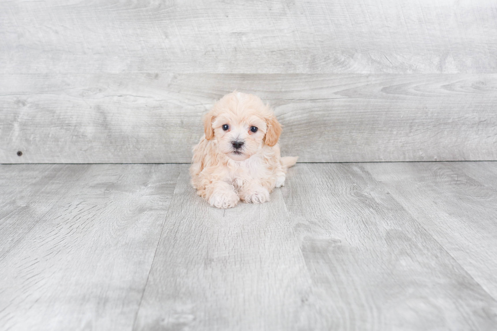 Best Maltipoo Baby