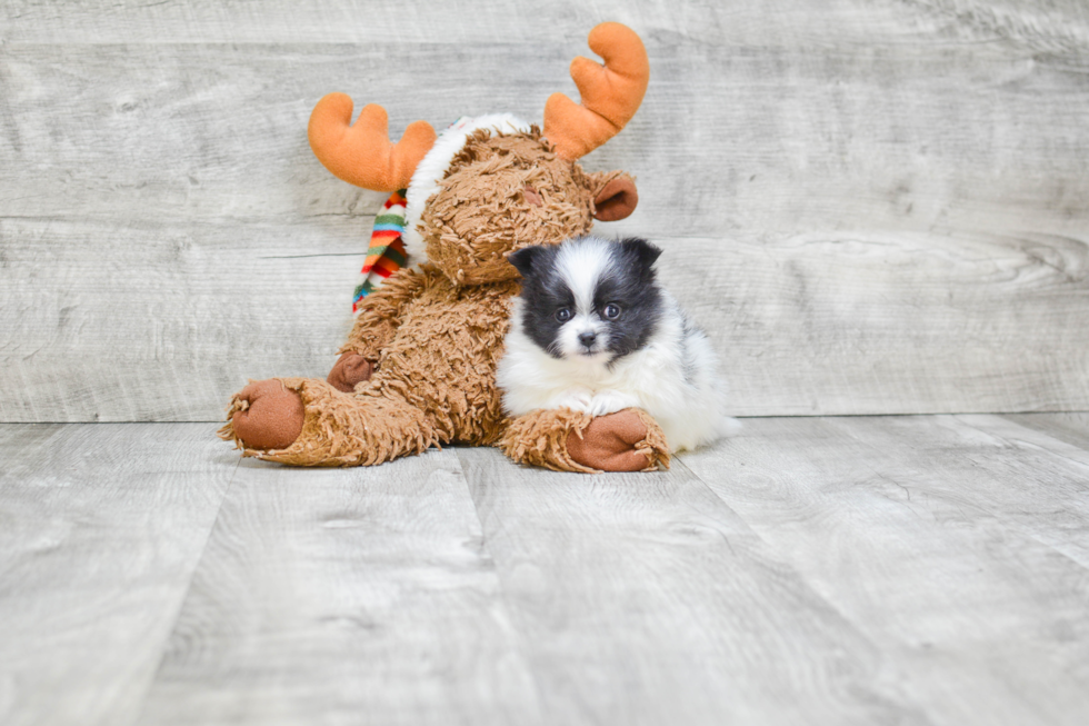 Pomeranian Pup Being Cute