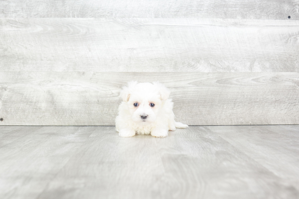 Maltipoo Pup Being Cute