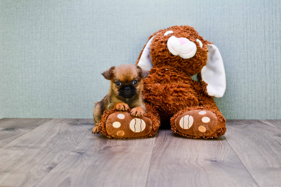 Best Brussels Griffon Baby