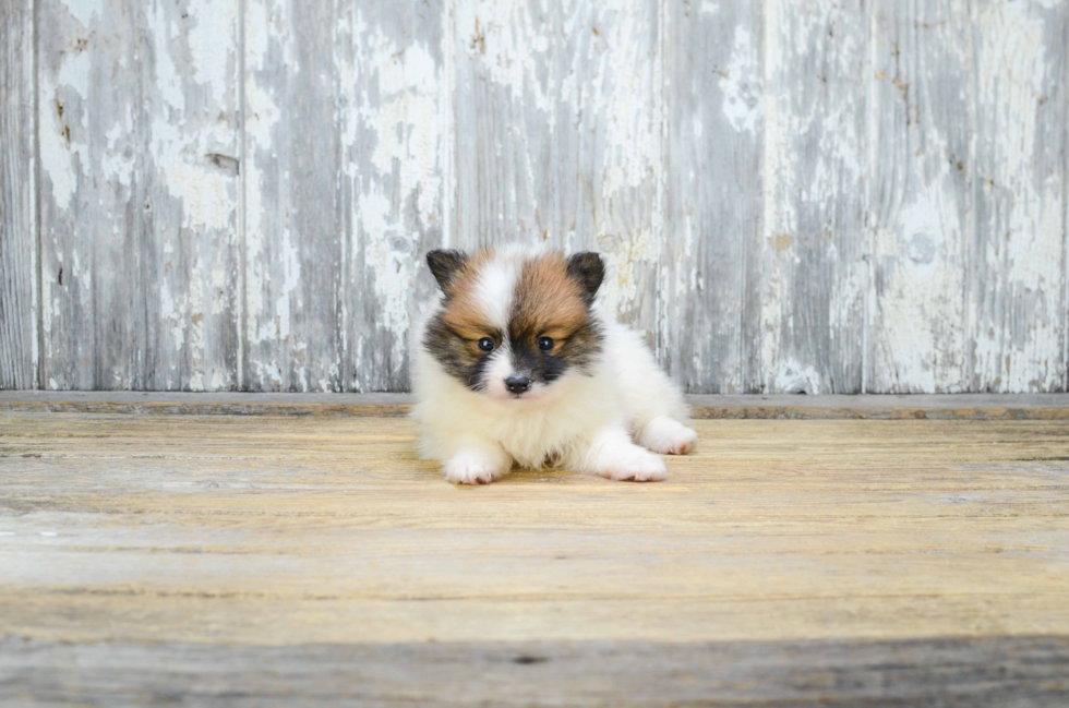 Small Pomeranian Purebred Pup