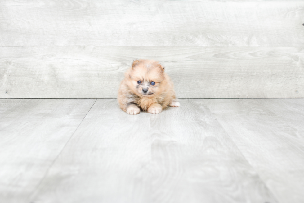 Akc Registered Pomeranian Baby