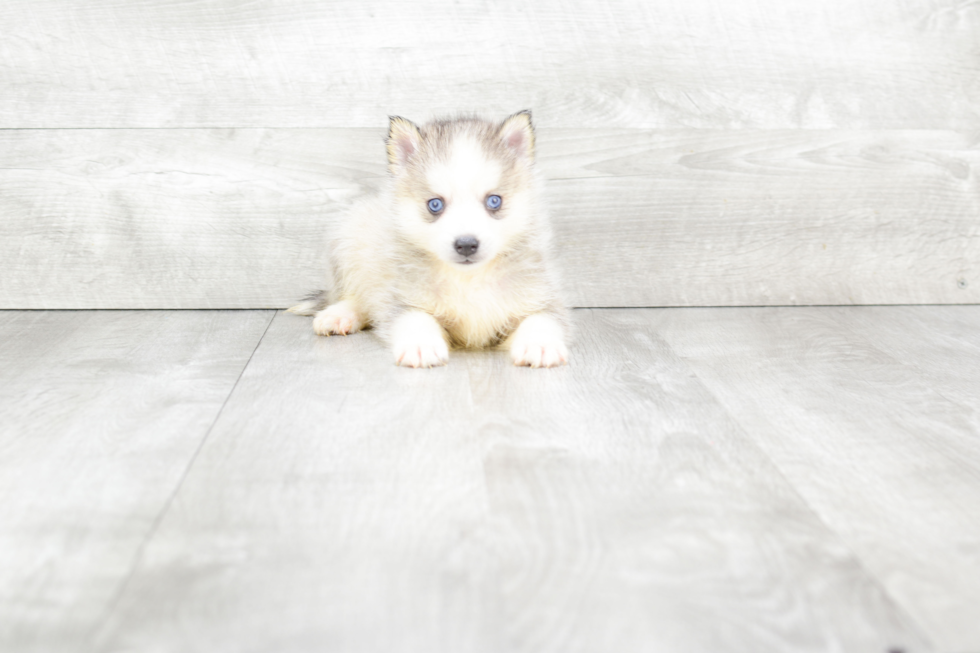 Pomsky Puppy for Adoption