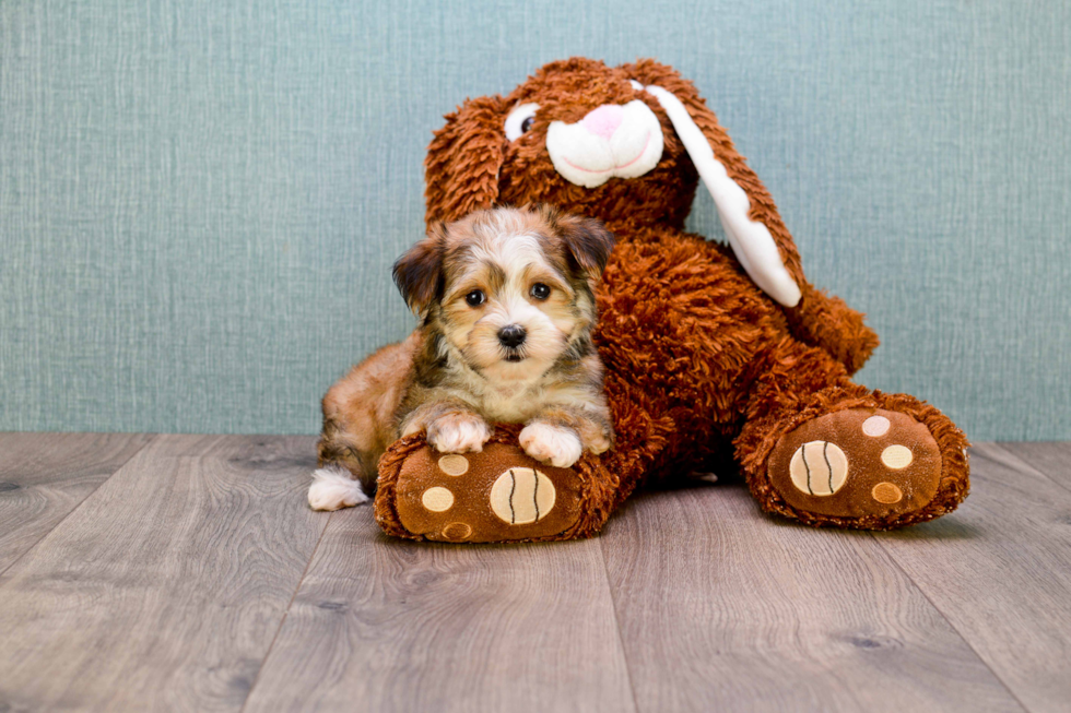 Morkie Puppy for Adoption