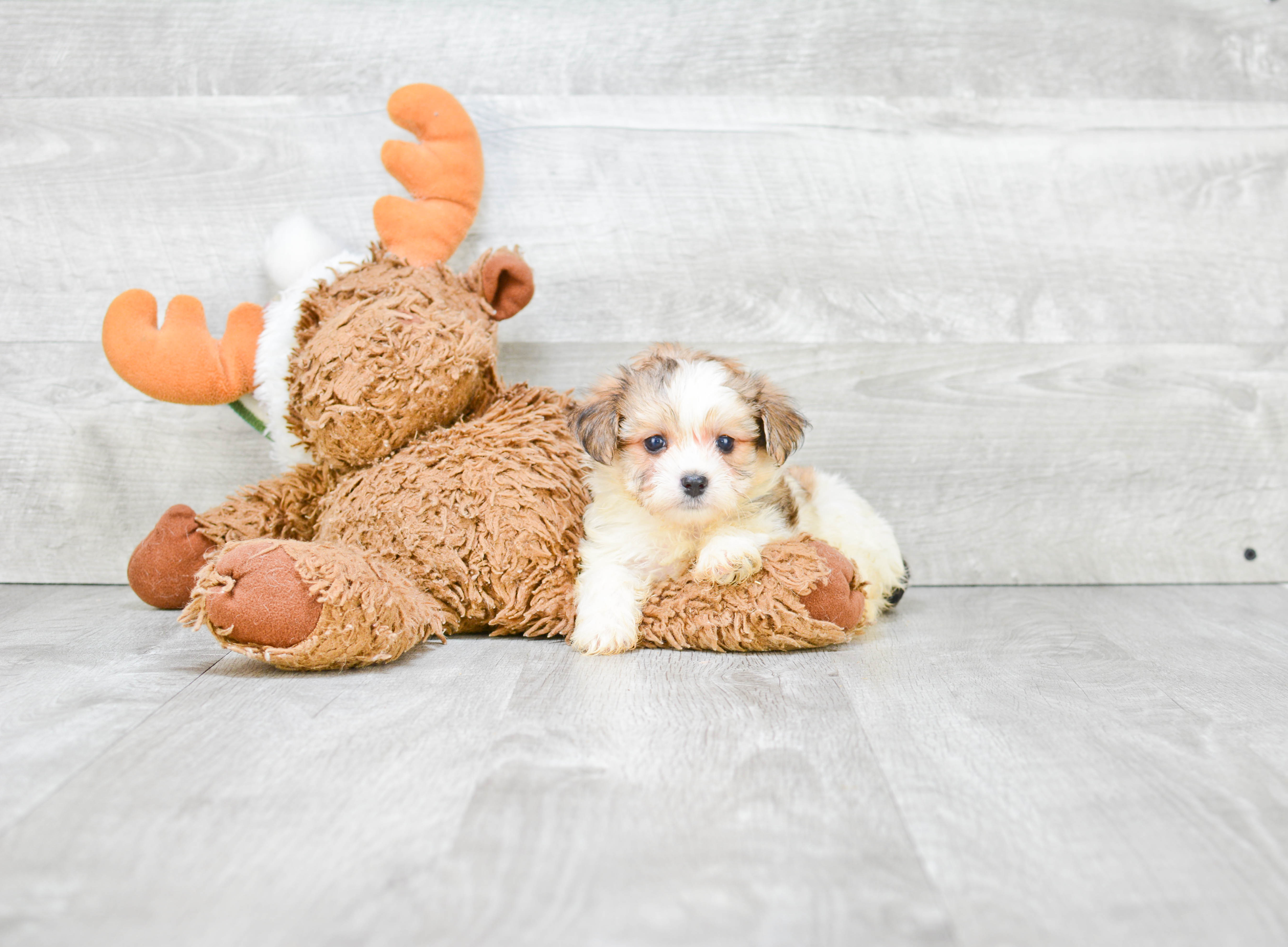 Energetic Yorkie Designer Puppy
