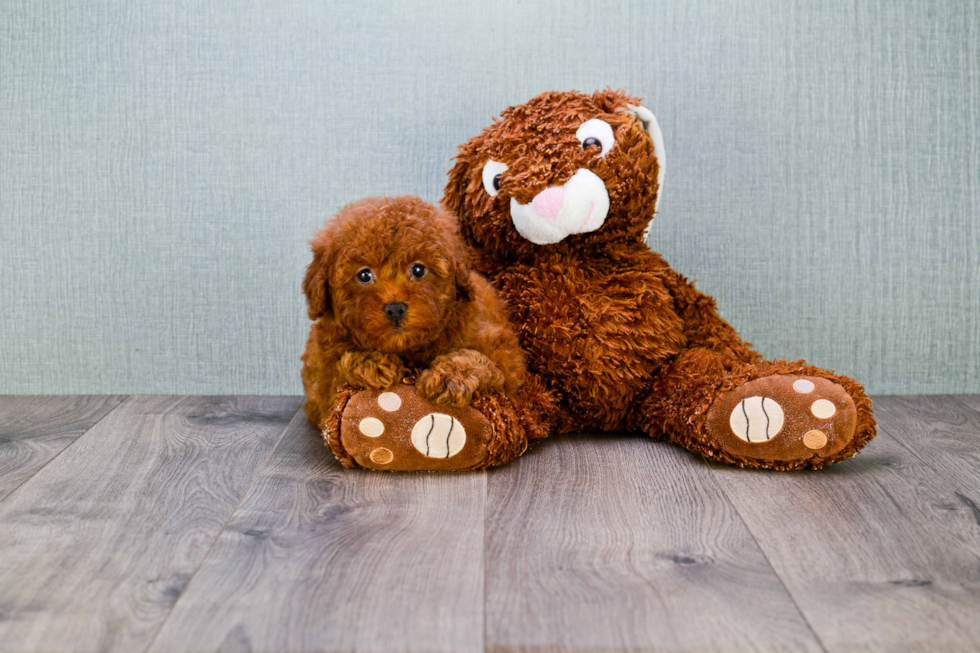 Cavapoo Pup Being Cute