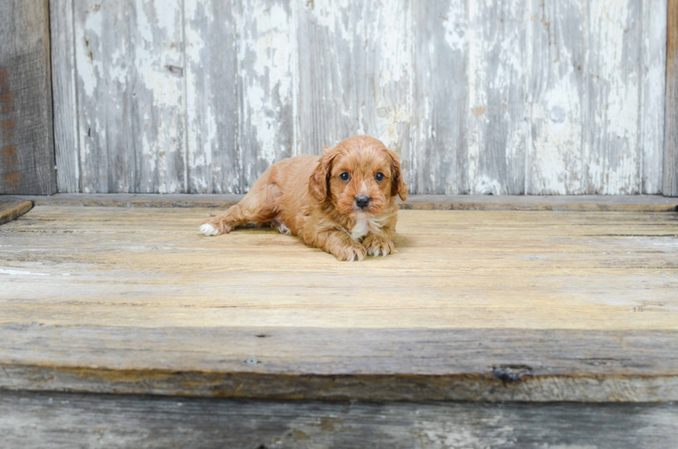 Best Cavapoo Baby