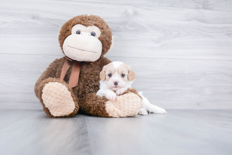 Best Cavachon Baby