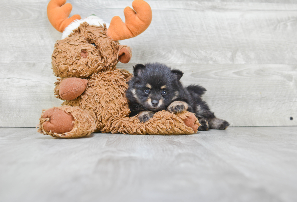 Sweet Pomeranian Purebred Puppy