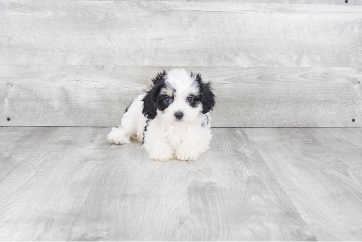 Cavachon Puppy for Adoption