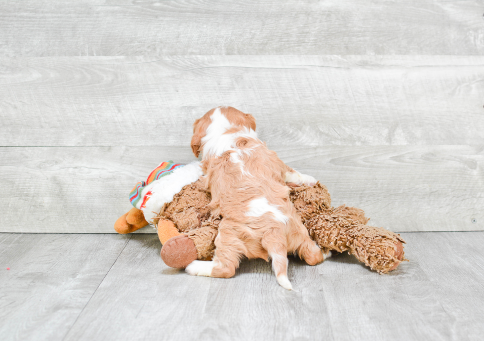 Cavalier King Charles Spaniel Puppy for Adoption