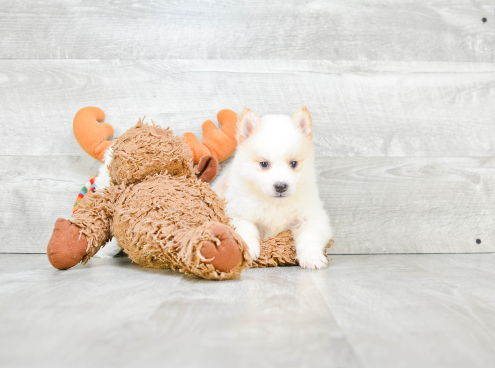 Playful Mini Husky Designer Puppy