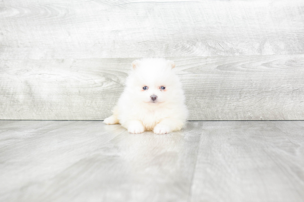 Friendly Pomeranian Purebred Pup