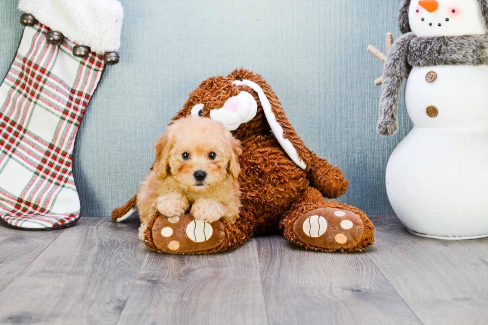 Fluffy Maltipoo Poodle Mix Pup