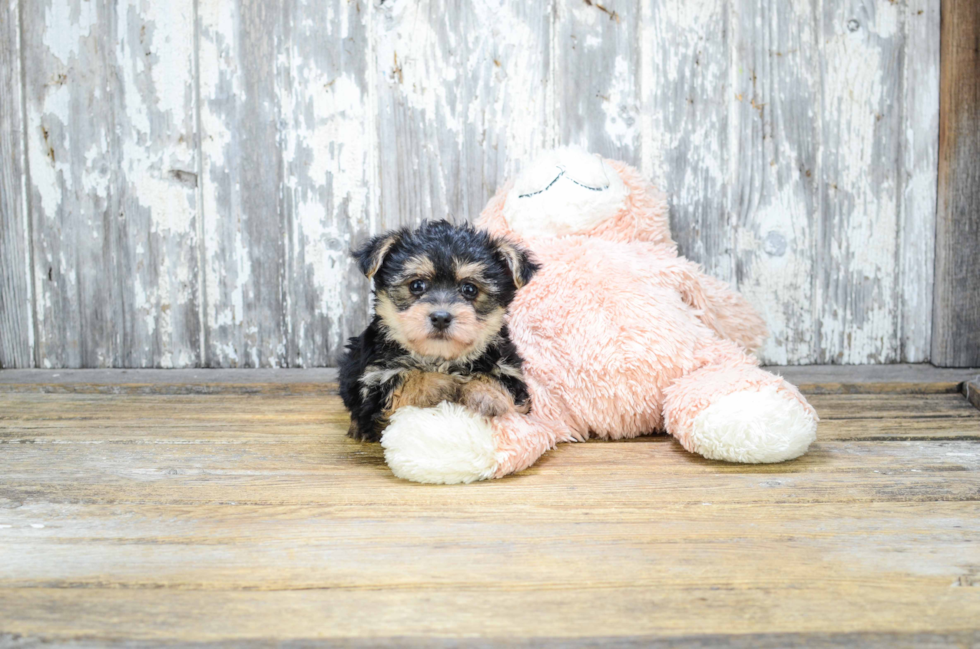 Morkie Pup Being Cute