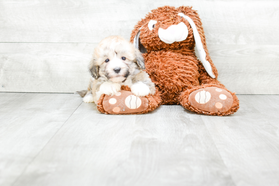 Fluffy Teddy Bear Designer Pup