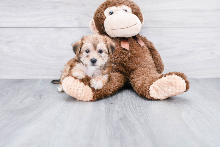 Friendly Morkie Baby