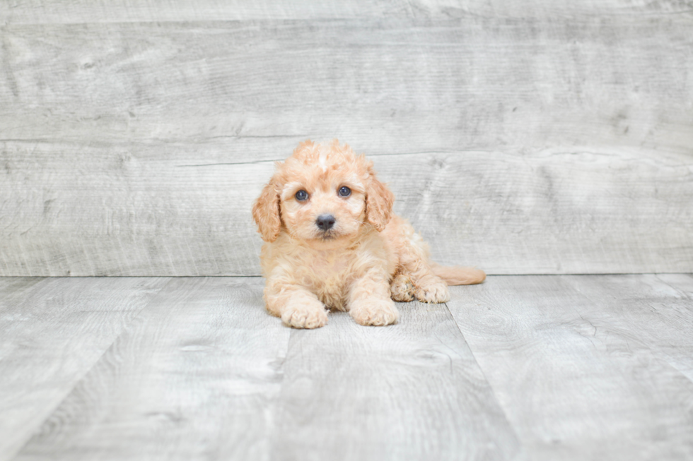 Friendly Cavapoo Baby