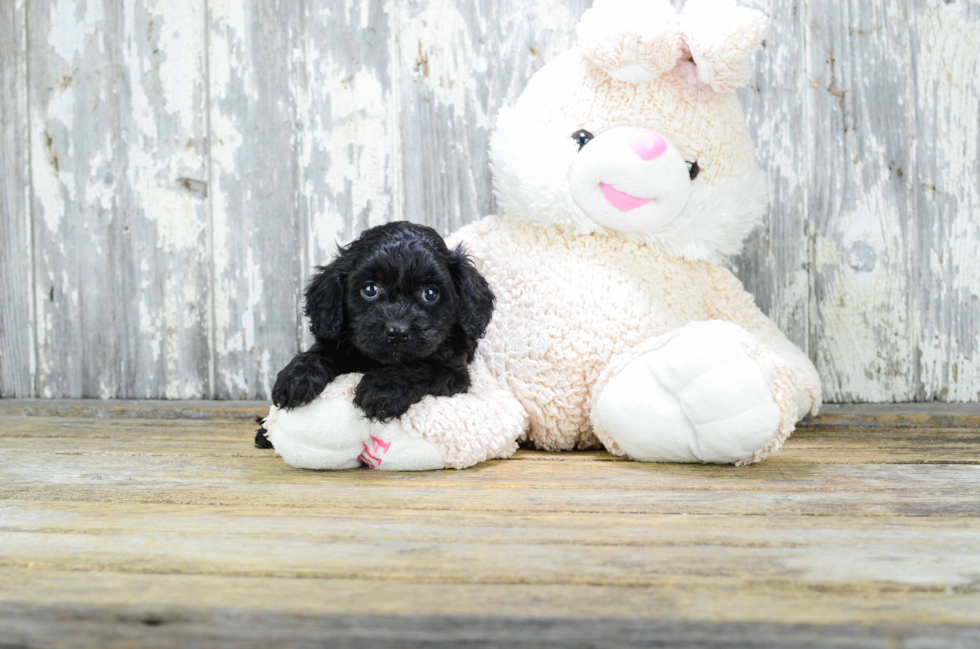 Best Cavapoo Baby