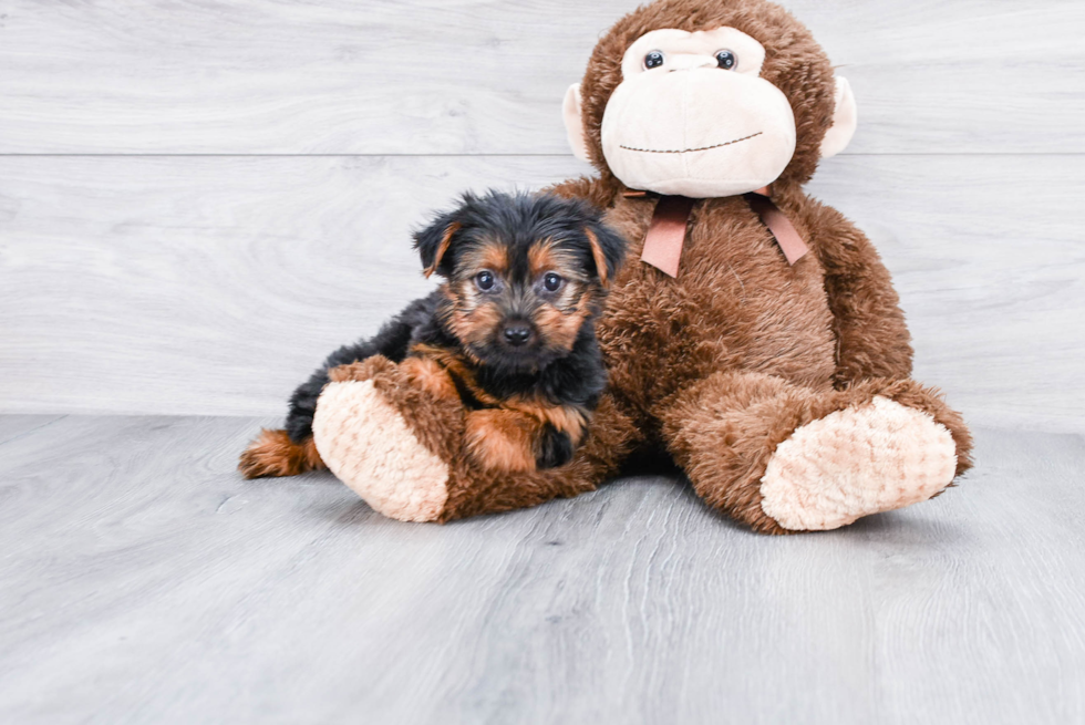 Meet Izzie - our Yorkshire Terrier Puppy Photo 