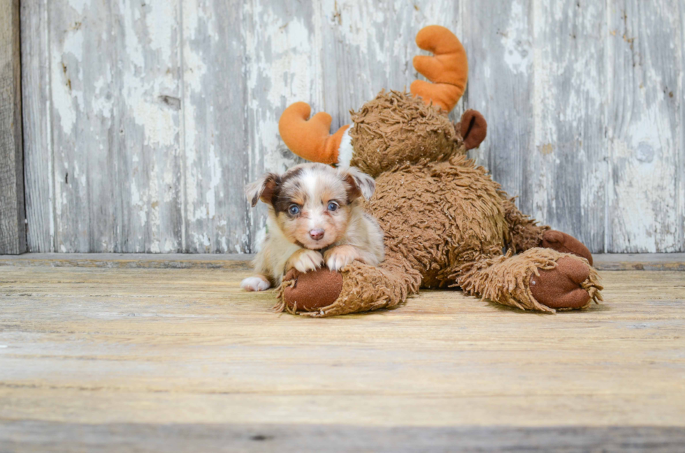 Mini Aussiedoodle Pup Being Cute