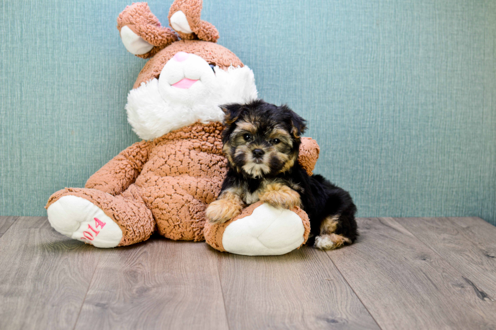 Morkie Pup Being Cute