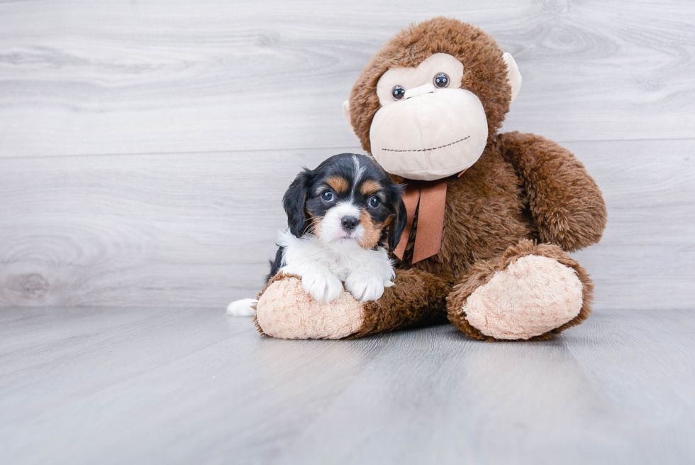 Popular Cavalier King Charles Spaniel Purebred Pup