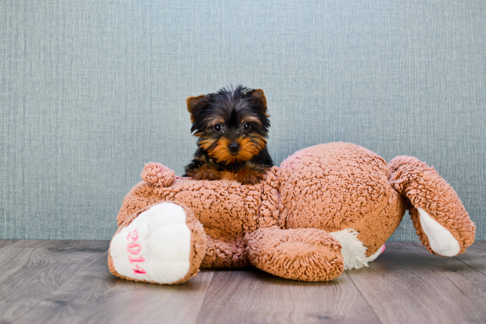 Meet Joey - our Yorkshire Terrier Puppy Photo 