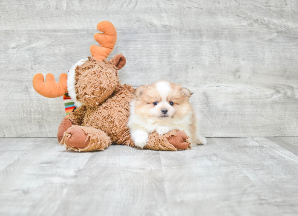 Pomeranian Pup Being Cute